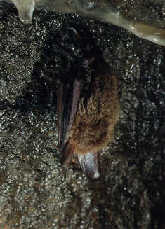 Netopr vlekouch (Myotis bechsteini)- Jesenky- foto:D.Horek