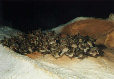 Netopr velk (Myotis myotis)- Wojcieszw - foto:D.Horek