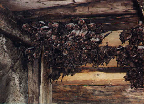 Netopr velk (Myotis myotis)- letn kolonie v Dub- foto:D.Horek