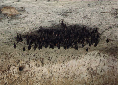 Vrpenec mal (Rhinolophus hipposideros)- sklep zmku Hrub Skla- foto:D.Horek