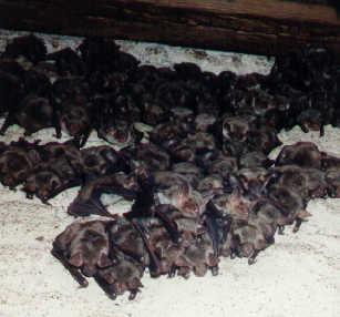 Letn kolonie netopra velkho (Myotis myotis)- foto:D.Horek